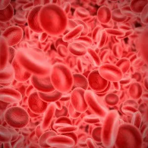 Close-up illustration of red blood cells flowing through a blood vessel