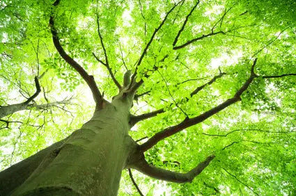 Looking up at a large deciduous tree canopy with bright green leaves backlit by sunlight