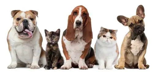 Five pets, three dogs and two cats, sitting in a row on a white background