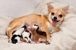 Mother chihuahua nursing newborn puppies on a soft white whelping pad in a cozy indoor setting