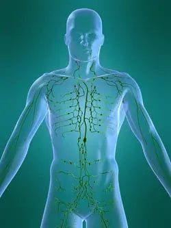 Translucent human torso illustration highlighting the lymphatic network from chest to pelvis on a green background